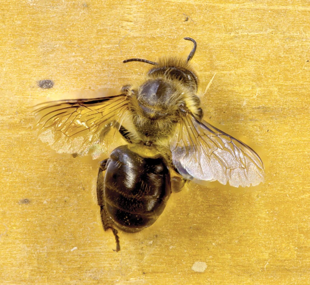A robber honey bee denuded of hair and sporting tattered wings. Robbing is dangerous and difficult work for a honey bee.