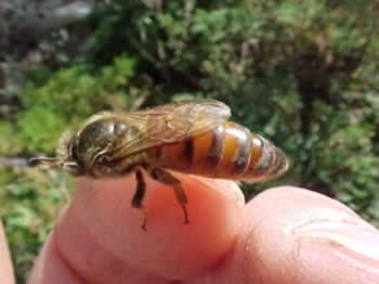 CATCH THE BUZZ – Learn the Science, and Art, of Queen Rearing With Bee Culture’s Own Jennifer Berry