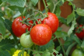 tomato-gardening3