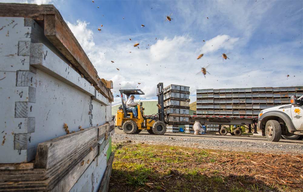 CATCH THE BUZZ – More on the ELD Situation
