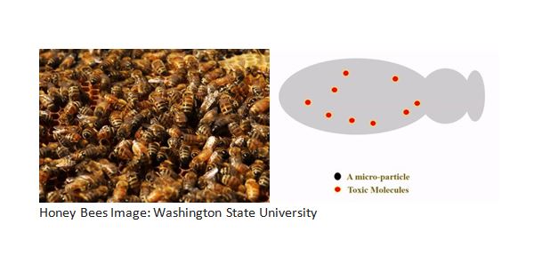 CATCH THE BUZZ – Scientists Create Microparticles That Could Help Save Honey Bees.