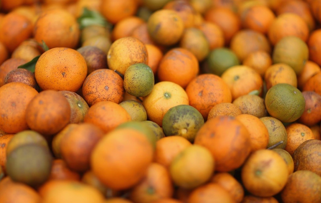CATCH THE BUZZ – Citrus Greening Has Florida Citrus Crop Down 86% This Year.
