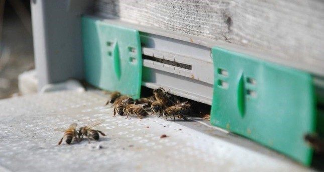 CATCH THE BUZZ – Oldest Cure that Never Spoils: Honey