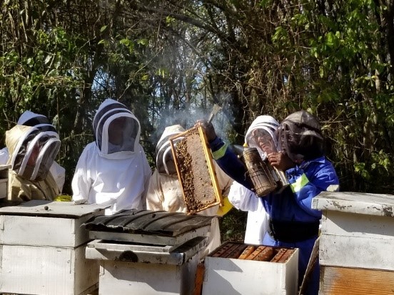 CATCH THE BUZZ- Beekeeping Safari in the Caribbean