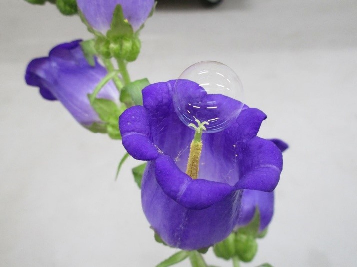 CATCH THE BUZZ – Honey Bees or Soap Bubbles