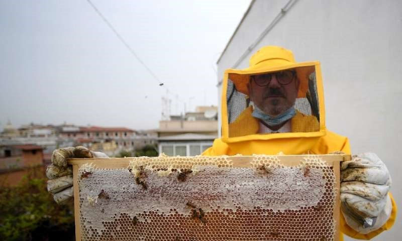 CATCH THE BUZZ – Happy locked down Roman Bees