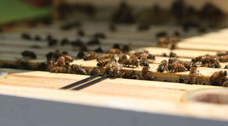 CATCH THE BUZZ – Veterinarians and Beekeepers