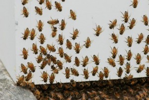 Washboarding bees. (photo by Mary Parnell Carny)