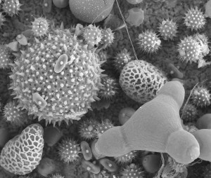 Figure 1. Pollen particles seen with scanning electron microscopy. The outer layers are woody, but contain openings (pores) through which the contents can be digested. (Image courtesy or Louisa Howard, Dartmouth College EM Facility)