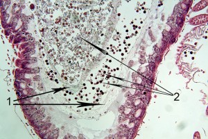 Figure 3. Two peritrophic membranes (1) in the ventriculus. These contain pollen (2) at two different stages of digestion.