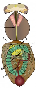 Figure 4. The digestive system. Oesophagus (1), crop (yellow, 2), ventriculus (green, 3), malphigian tubules (4), proventriculus (5), small intestine (red, 6).