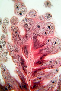 Figure 5. Epithelial cells in the ventriculus laden with packages of digestive enzymes which are seen as small dark particles in the cells.