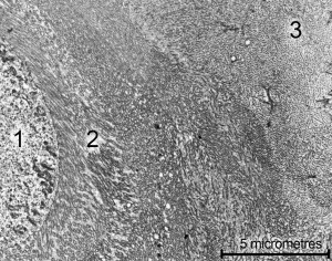 Figure 6. Transmission electron microscopy (x5600) image of the surface of a ventricular cell (1). Numerous finger-like villi (2) carrying digestive enzymes extend into the liquid layer over the surface. Further from the surface the liquid is thick with digestive enzymes and particles, the glycocalyx.