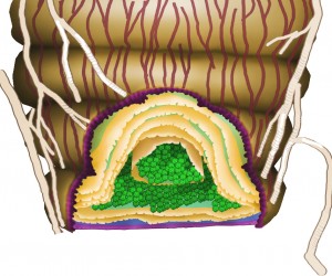 Figure 7. Diagram of a section through the ventriculus. Pollen grains (colored green) are within compartments made by the various layers of peritrophic membrane (yellow). Fluid containing digestive enzymes flows around the peritrophic membranes back towards the beginning of the ventriculus.