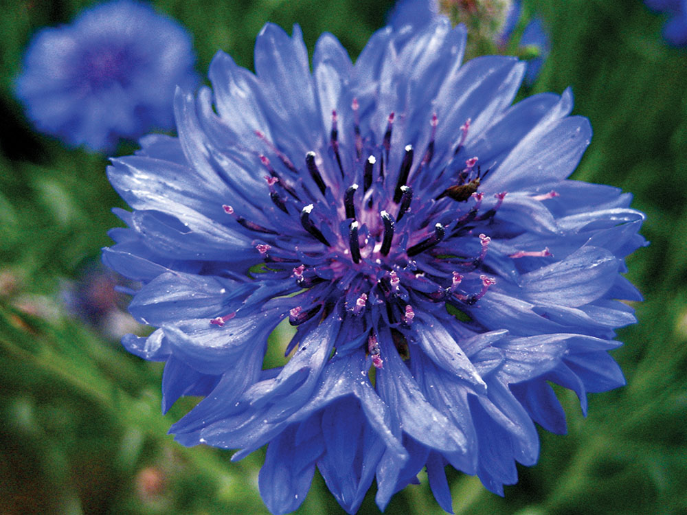 28+ How Long Does Cornflower Flower For PNG