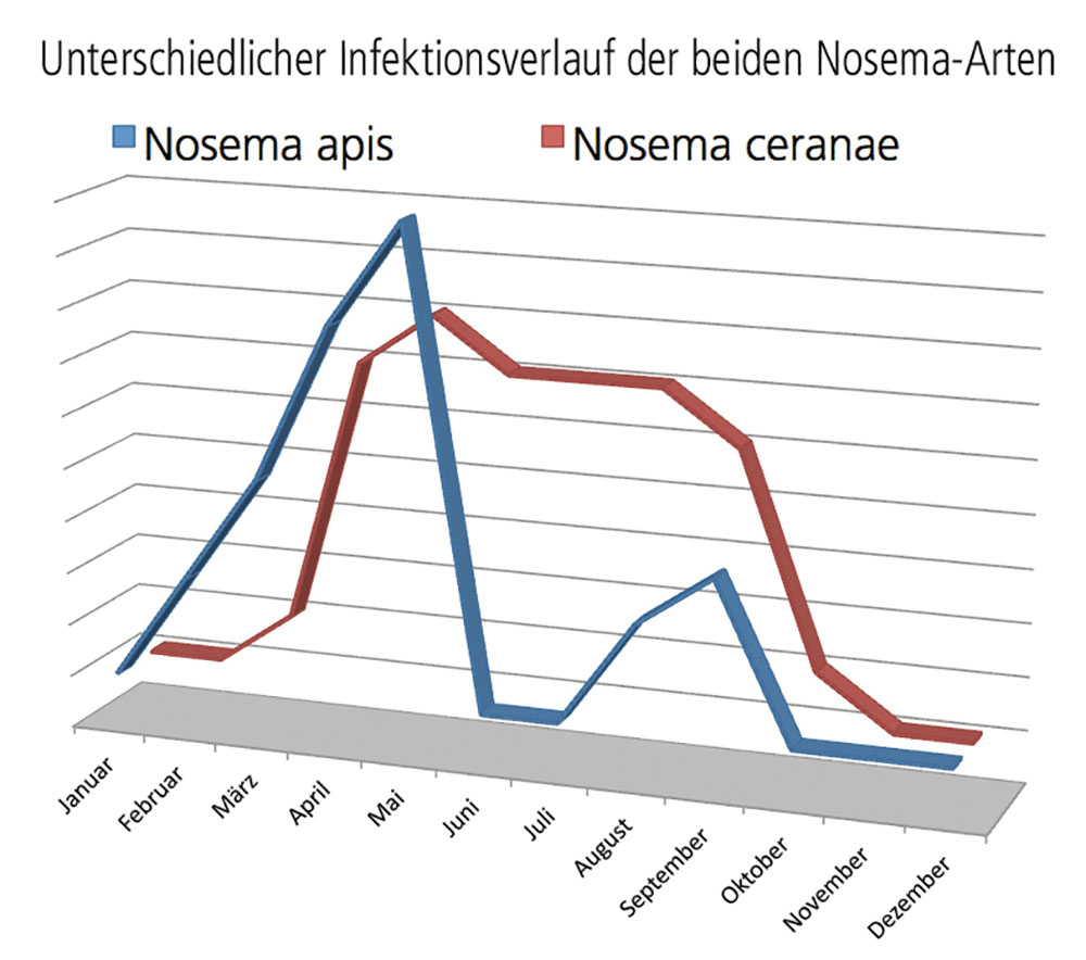 Unlike endemic Nosema apis, imported Nosema ceranae appears throughout the year and is able to multiply in short-living, Summer bees.
