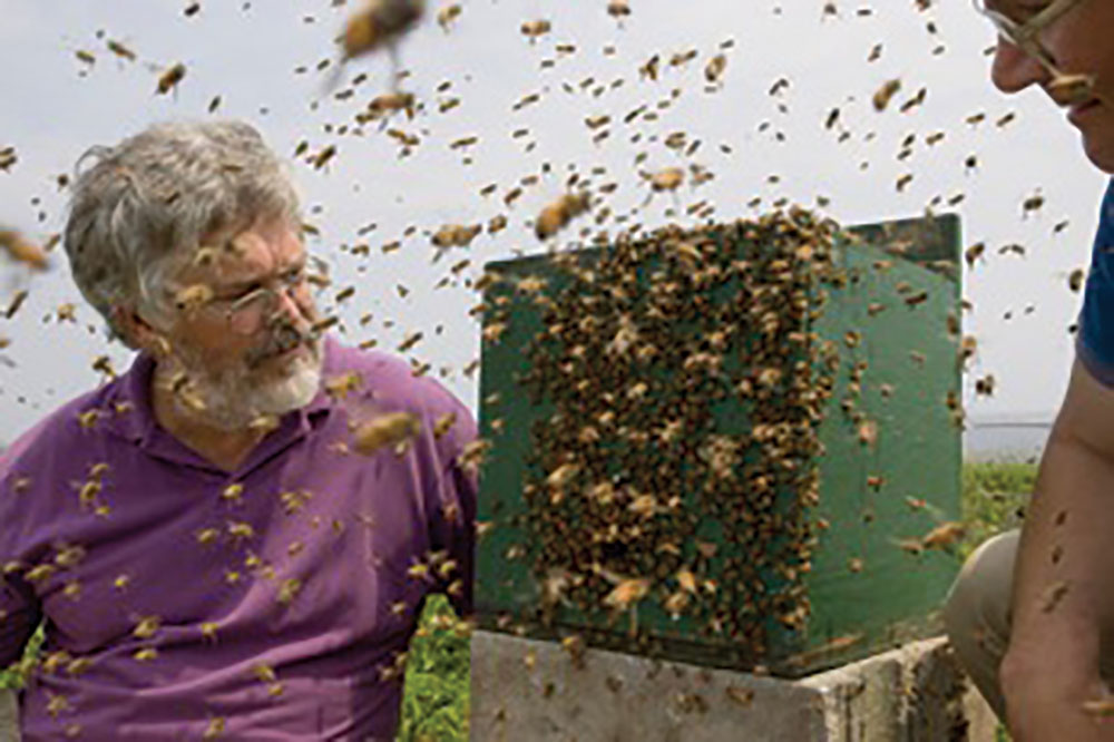 Figure 3. Kirk Visscher, left and Tom Seeley in 2006, watching a test swarm move into a bait hive on appledore Island, in the State of Maine. (photo by Peter Essick