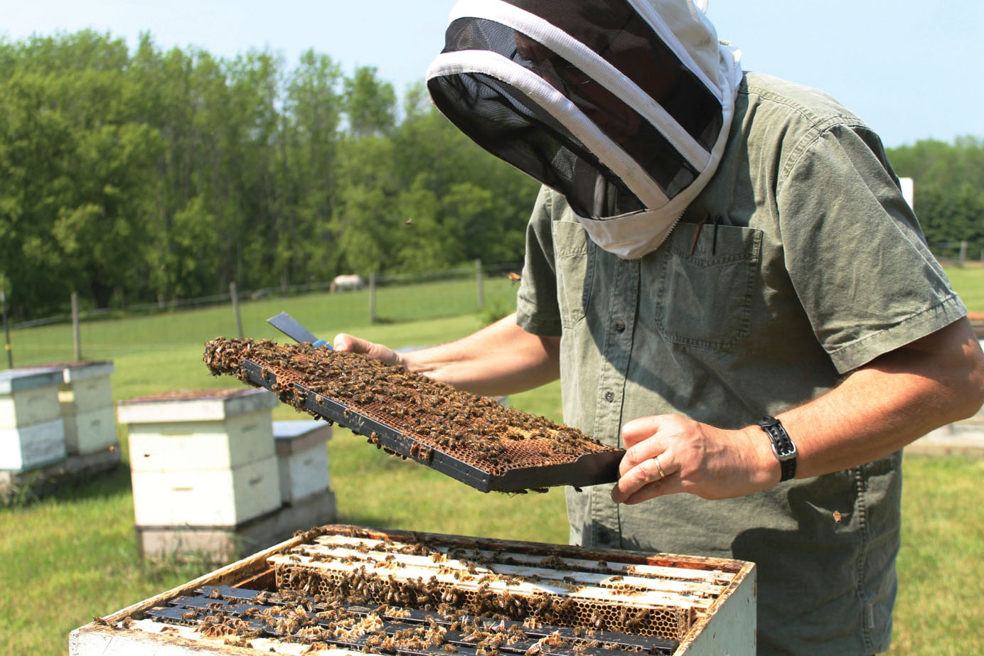 Meant to bee: The overwintering strategies of bees and how we can