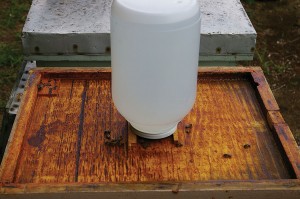 Gallon jug, elevated to allow bee’s full access to feeder jug holes.