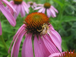 CATCH THE BUZZ – Bayer CropScience and Ernst Conservation Seeds Partner to Create Pollinator Habitat