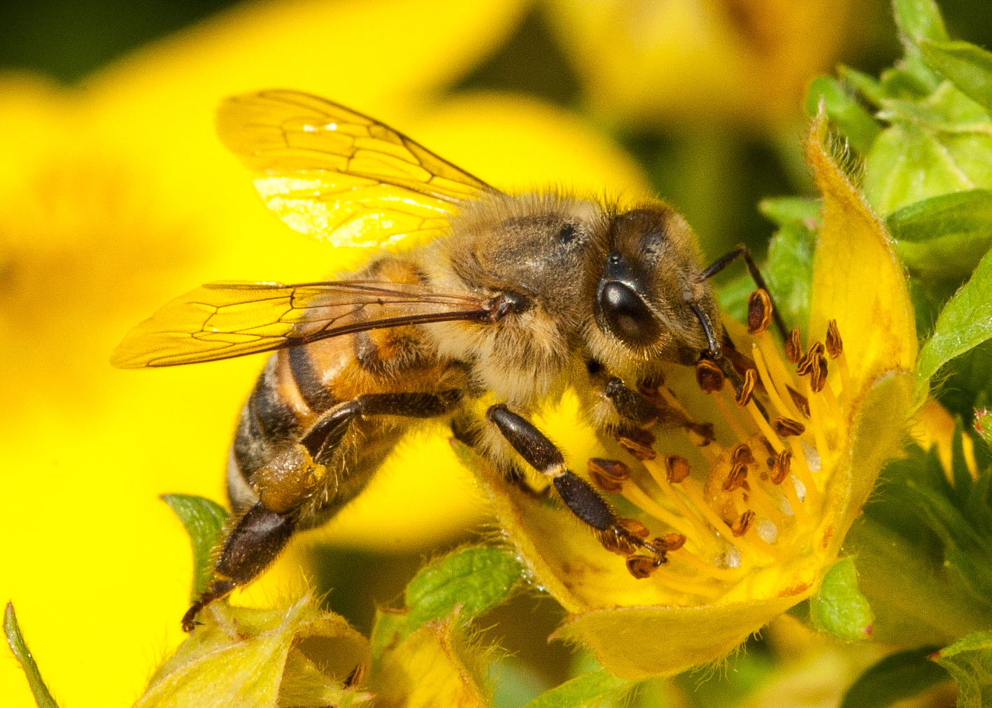 CATCH THE BUZZ – Vaccine Technology For Bee Diseases Discovered