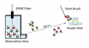 Figure 2. Experiment to determine the source of dance-floor compounds. After being trained to the feeder dish, bees arriving at the dish were marked with paint so that they could be identified when they returned to the hive. SPME samples of marked bees showed high compound levels only from waggle-dancing bees.