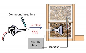 Figure 3. Experiment to determine whether dance compounds affect foraging behavior. The compound mixture was injected into heated tubing through which it was blown by a fan onto the dance-floor area of the observation hive. Heat was adjusted so outflowing air matched normal beehive temperature. Foraging behavior was measured by monitoring bee arrivals at a feeder dish.