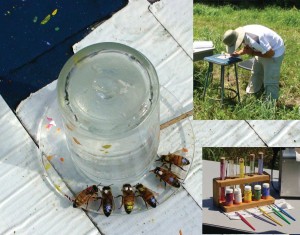 Figure 5. Bees marked for individual identification drinking from a feeder dish. Identification of individuals was critical for experiments to understand the behavioral mechanisms by which the dance compounds stimulate colony foraging. Insets: William Paterson University undergraduate Corey Stein marks bees at a feeder; our state-of-the-art bee-marking technology.