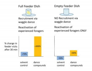 Figure 6. Rationale and results for experiment to test whether the waggel-dance compounds reactivate experienced foragers to visit known food sources. Previous experiments described here had used feeder dishes filled with sugar-water (left panel), thus the observed increases in foraging were a product of both recruitment via waggle-dancing and reactivation of experienced foragers. Emptying the feeder dish eliminated recruitment to the source, yet dance-compound exposure still increased the arrival of experienced foragers at the feeder dish (right panel).