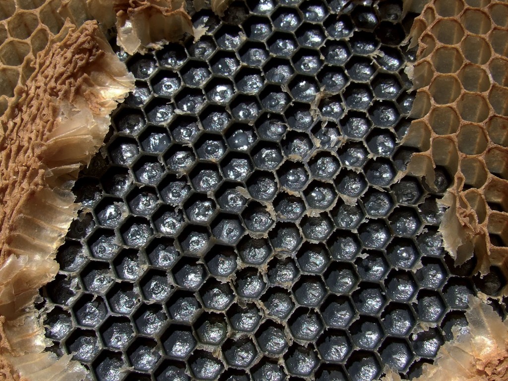 Why beekeepers do not see eggs and larvae. This is a black plastic frame of worker comb. Much of the new wax has been pulled off to reveal the eggs and larvae. The larvae floating on a bed of royal jelly are the ‘easiest’ to see. This is why beekeepers need to carry a flashlight and a hand lens in the apiary.