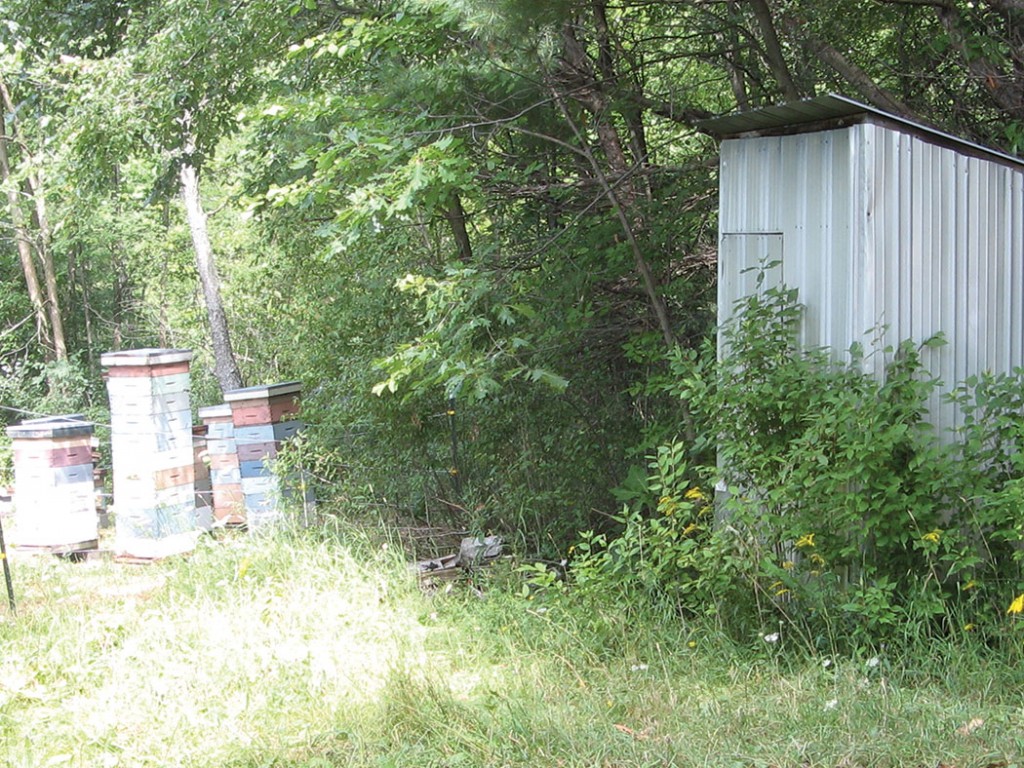 A small shed by the apiary makes a convenient place to store empty supers and equipment that is not in use.