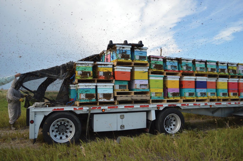 The bees finally arrive in South Dakota, and they are not excited about travel.