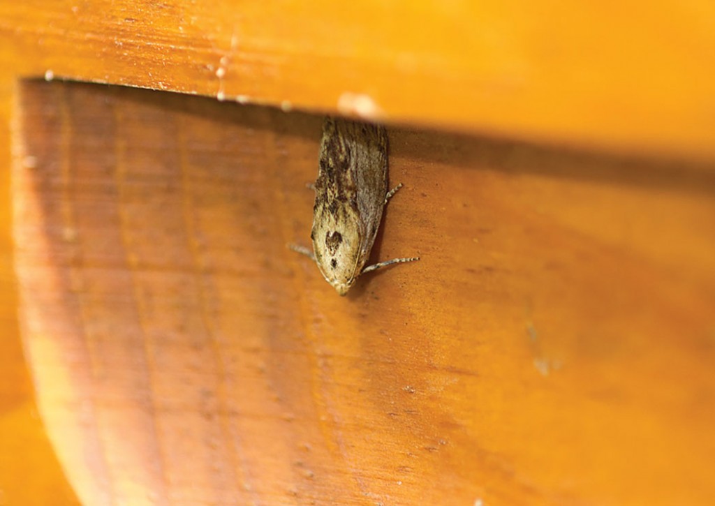 An adult female wax moth – patiently waiting for an opportunity.