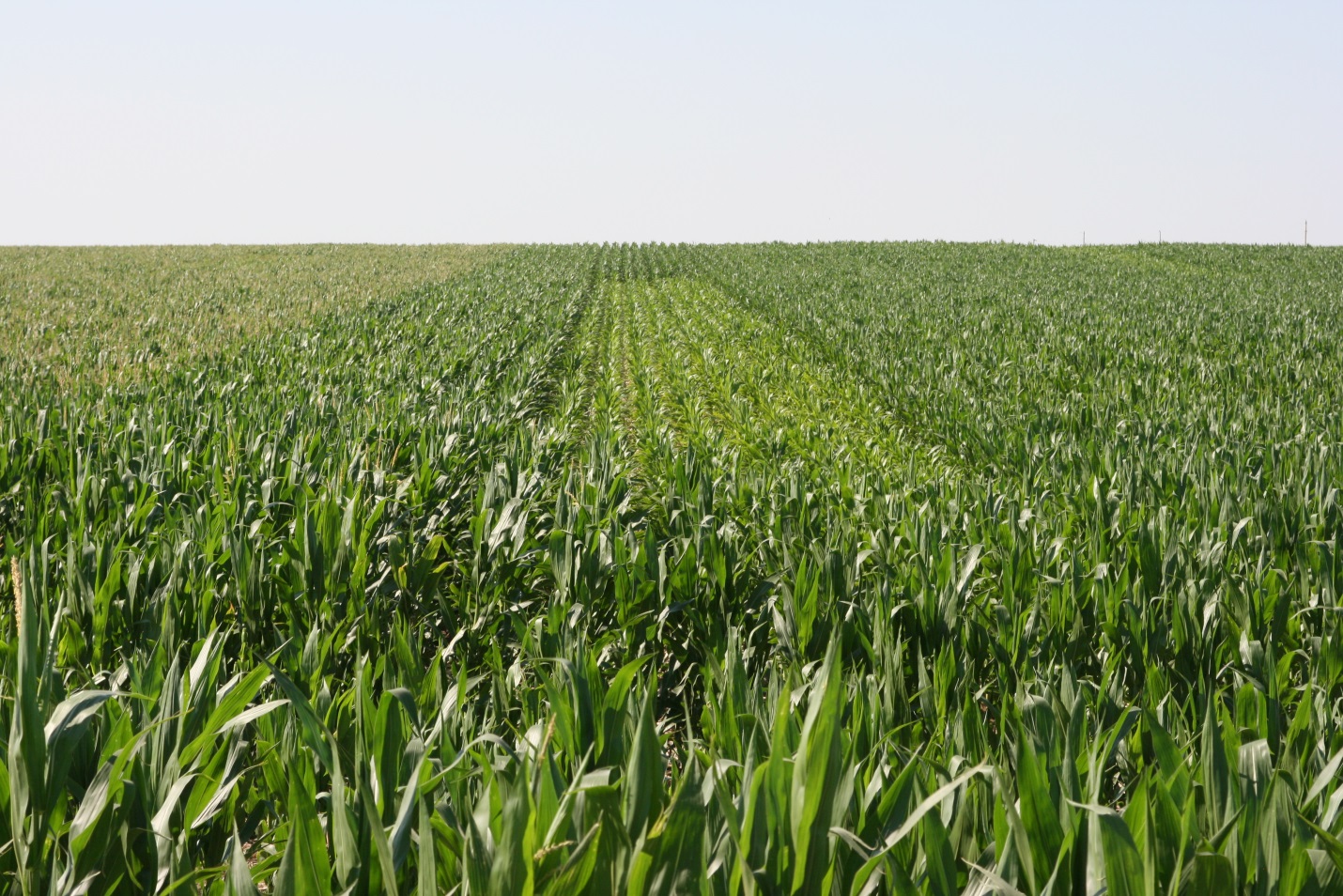 CATCH THE BUZZ – Sweeping Study of US Farm Data Shows Loss of Crop Diversity the Past 34 Years
