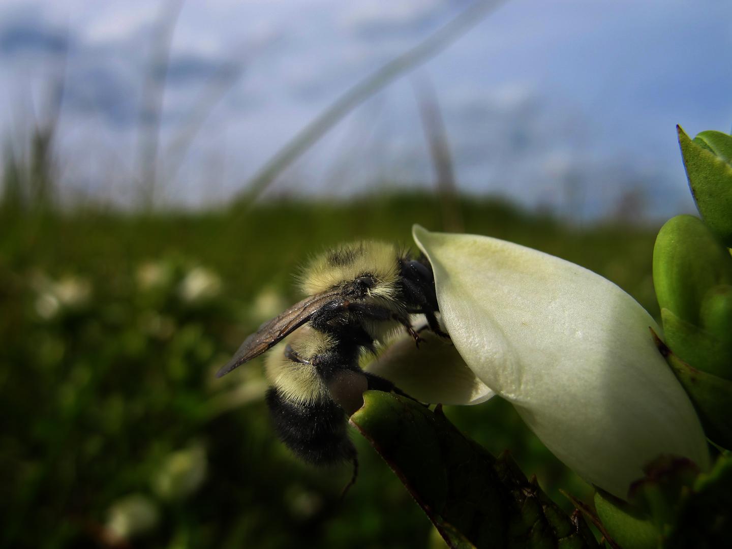 CATCH THE BUZZ – Parasitized Bees are Self-Medicating In The Wild, Dartmouth-Led Study Finds