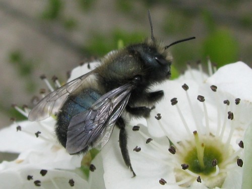 CATCH THE BUZZ – International Orchard Bee Association Meeting Expo In October