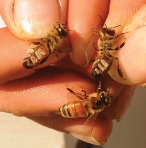 Young worker bees secreting wax from their wax glands (Photo by Kathy Keatley Garvey)