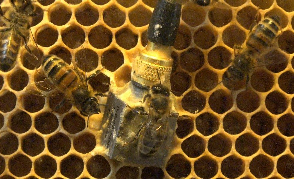 CATCH THE BUZZ – Vibrations In A Colony Tell A Story