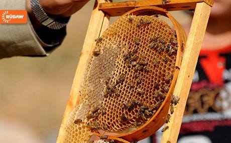 CATCH THE BUZZ – ERBIL, Kurdistan Region – War In Iraq Is A Buzzkill For Honey Production In The Country.