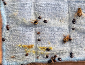 A small view of beetles trapped on a microfiber cloth.