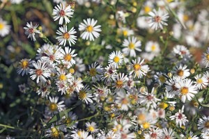 White aster, a smorgasbord for insect foragers.