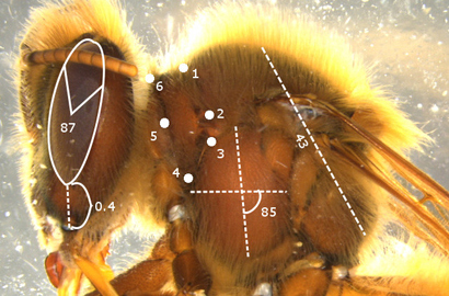 CATCH THE BUZZ – MorphoMetric Software Can Help Measure Insect Specimens