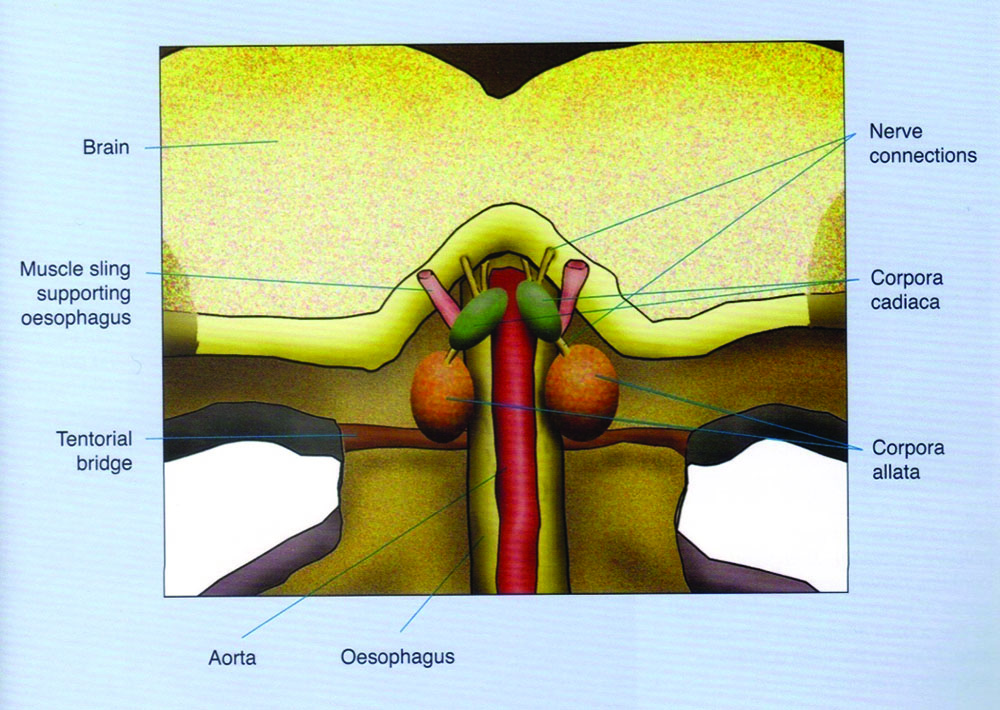 Figure 1. Diagram showing a slice through the head, seen from behind.  In the small space behind the brain and in front of the connection to the neck are the main neurosecretory glands: corpora allata and corpora cardiaca. Stell (2012). 