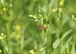 CATCH THE BUZZ – Camelina Cover Crops a Boon for Bees