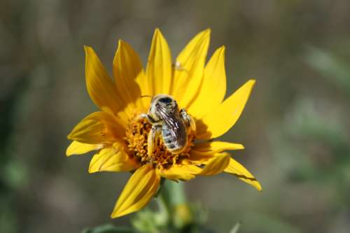 CATCH THE BUZZ – Native Bees Foraging in Fields are Exposed to Neonicotinoid Insecticides and other Pesticides