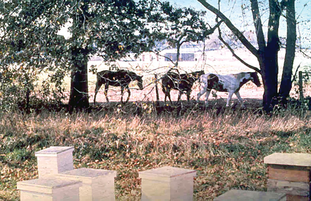 Useless Photo 1 – Horses around beehives. Circa 1979.