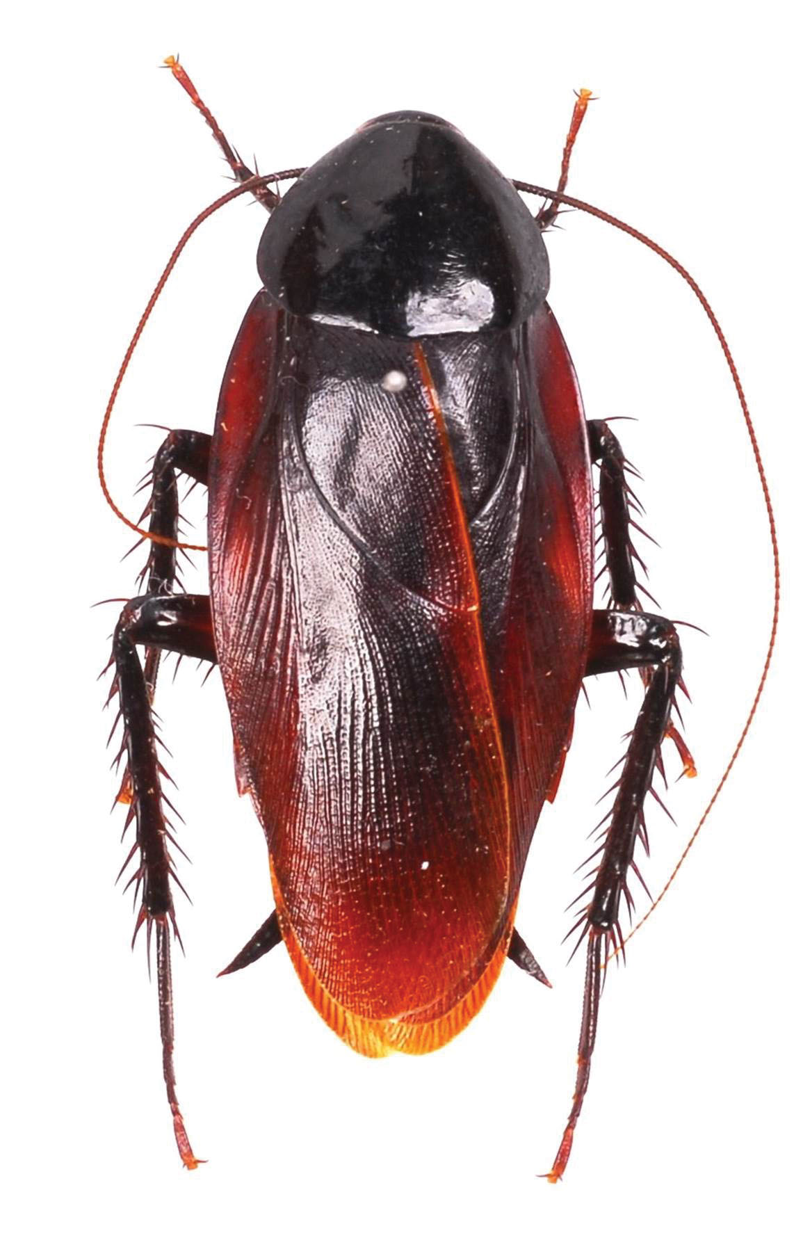 Cockroach.