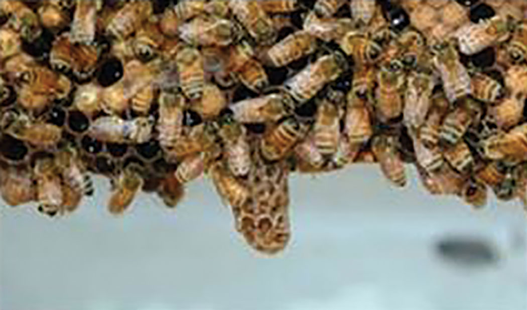 Swarm cell hanging from the bottom bar of a frame.