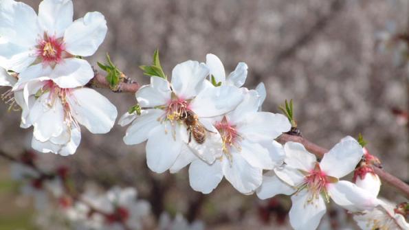 CATCH THE BUZZ – Mechanical Pollination Rarely Supplements Bee Pollination in Almonds