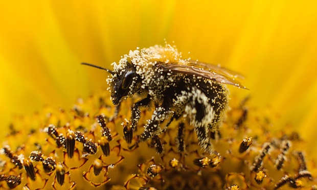 CATCH THE BUZZ – Bayer Revises Position to Propose Extra Protections for Bees from Pesticides